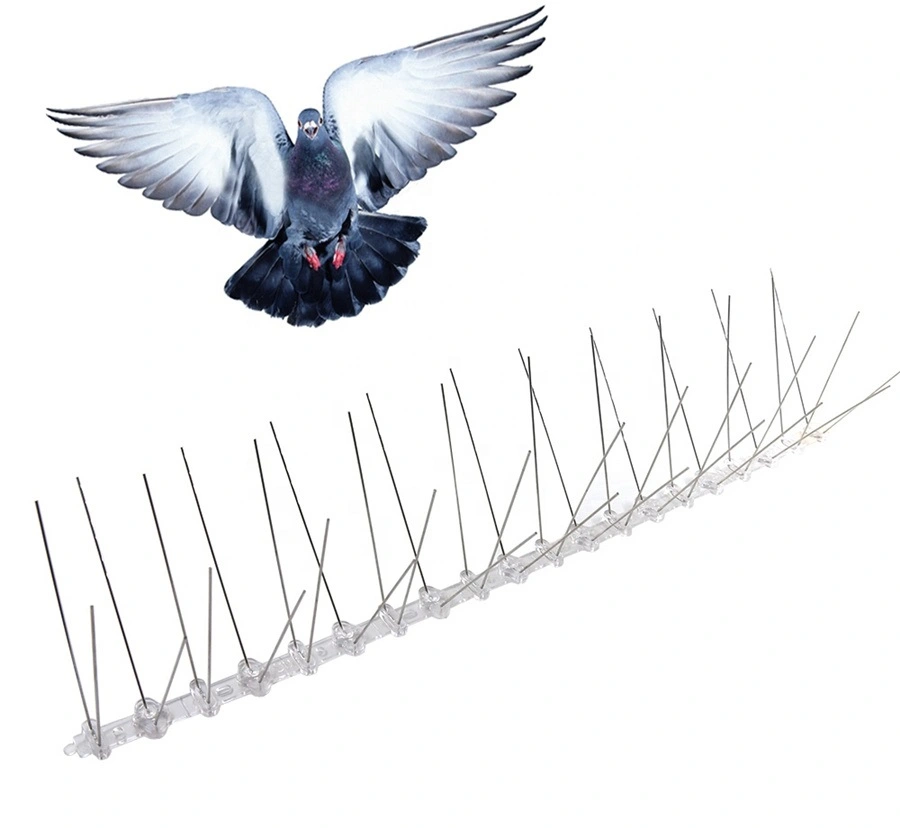 Bird spike installation Gurgaon